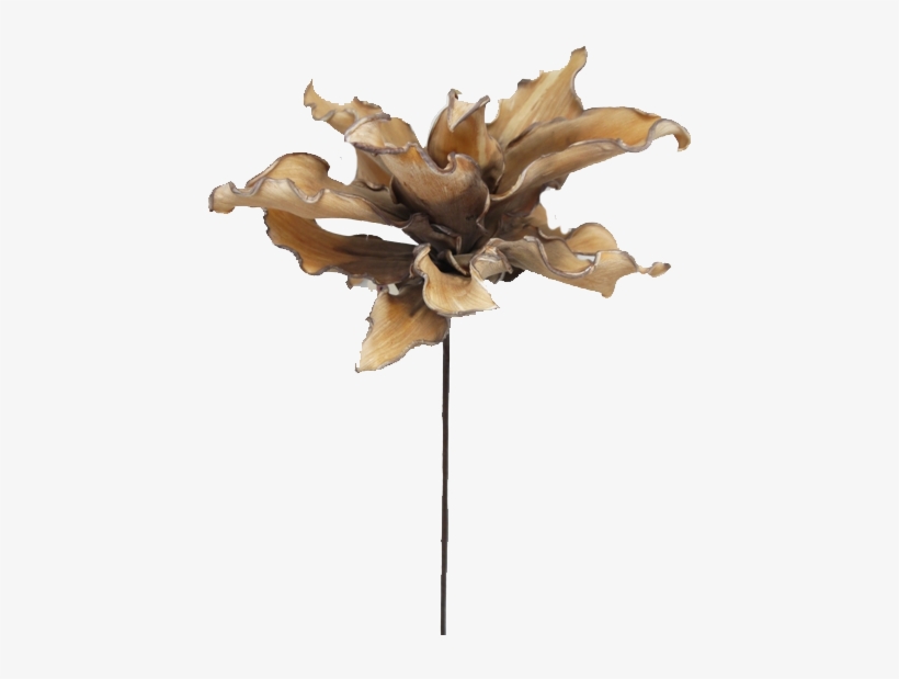 Fall Succulent Flower - Succulent Plant, transparent png download