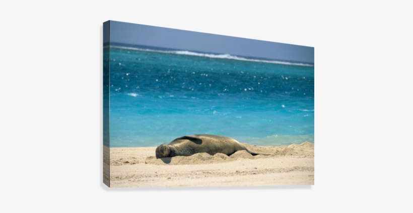 Midway Atoll, Hawaiian Monk Seal Laying In Sand With - Great Big Canvas Rick Gaffney Poster Print Entitled, transparent png download