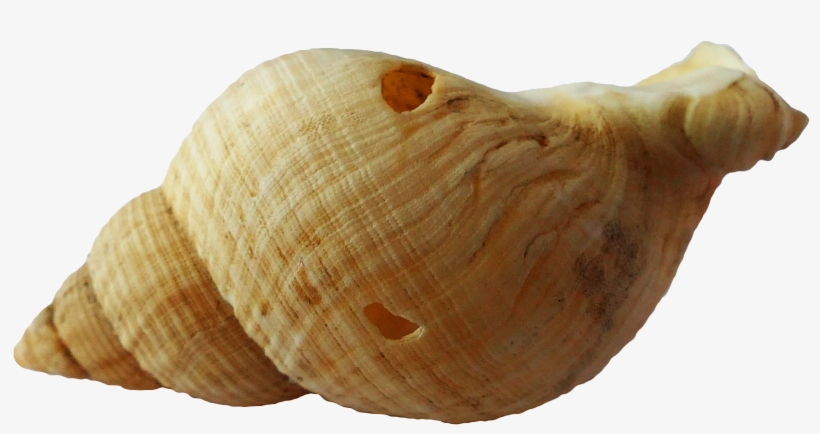 Sea Ocean Shell Png Image - Sea Creatures Shells, transparent png download