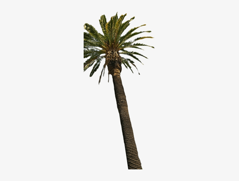 Big Palm Tree - Licking Giraffe And Palm Trees Jack's Outlet Inc. Passport, transparent png download