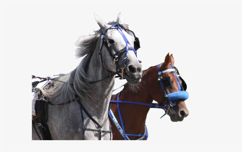 Live Racing - Rideau Carleton Raceway, transparent png download