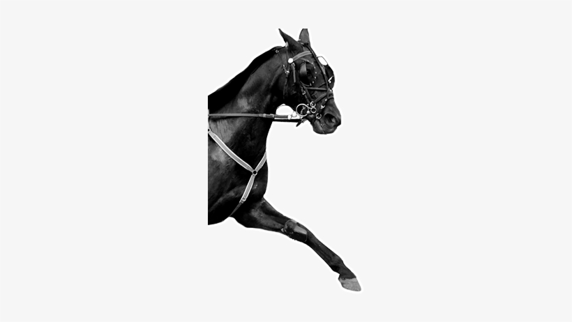 Horse Racing - Racing, transparent png download