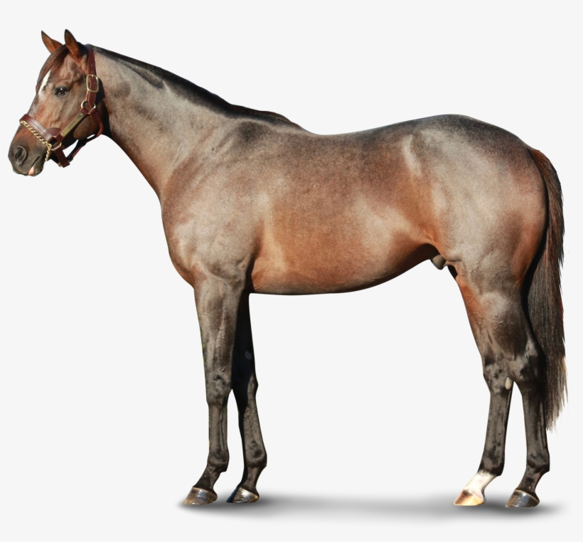 Horse, transparent png download