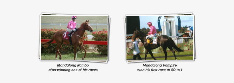 Mandalong Rambo After Winning One Of His Races & Mandalong - Stallion, transparent png download