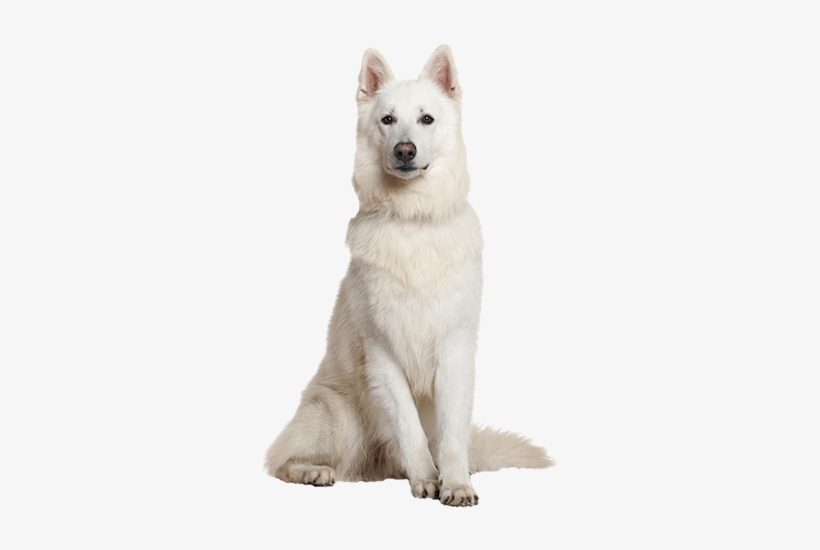 Why Choose A White Swiss Shepherd To Be The Star Of - White Swiss Shepherd Png, transparent png download