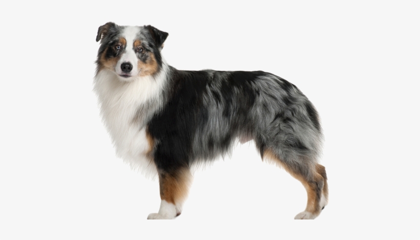 Few Breeds Are More At 'home On The Range' Than The - Australian Shepherd Jpg Cartoon, transparent png download