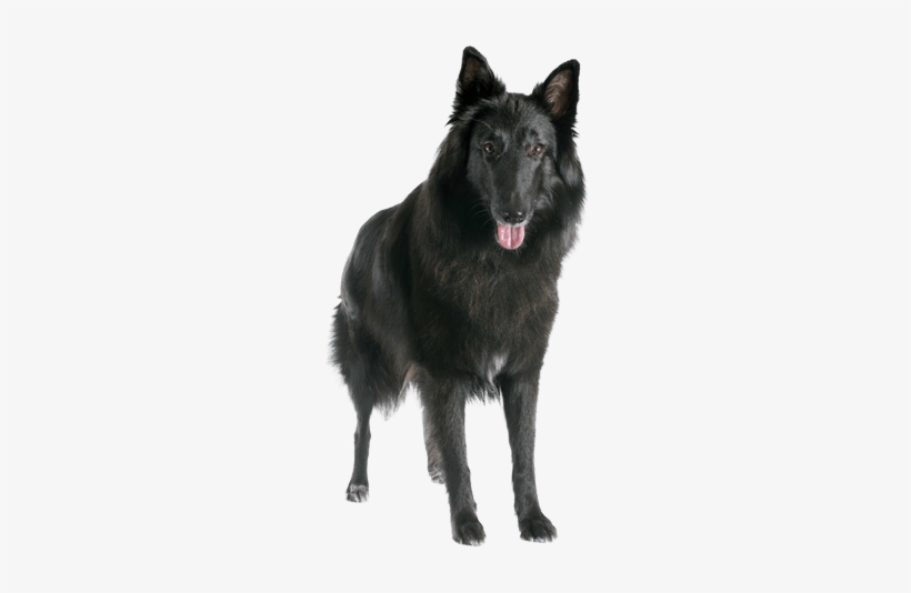Appearance Of Belgian Sheepdog - Pastor Belga Groenendael Png, transparent png download