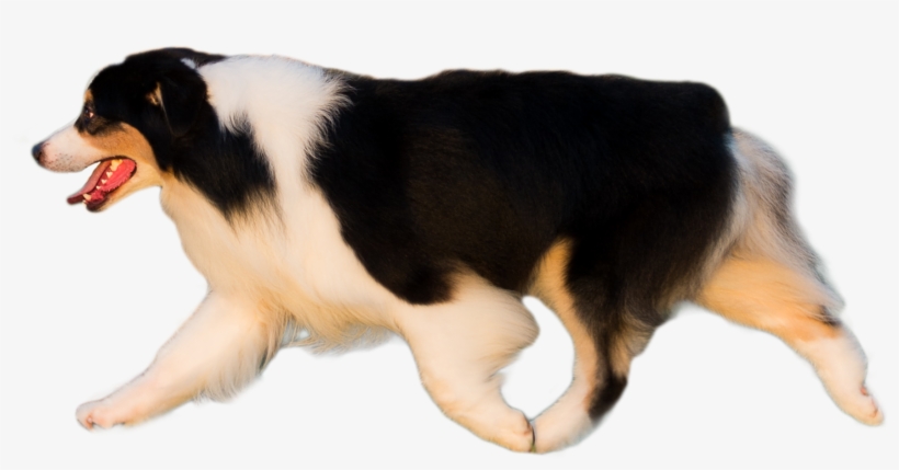 Trump Banner - Companion Dog, transparent png download