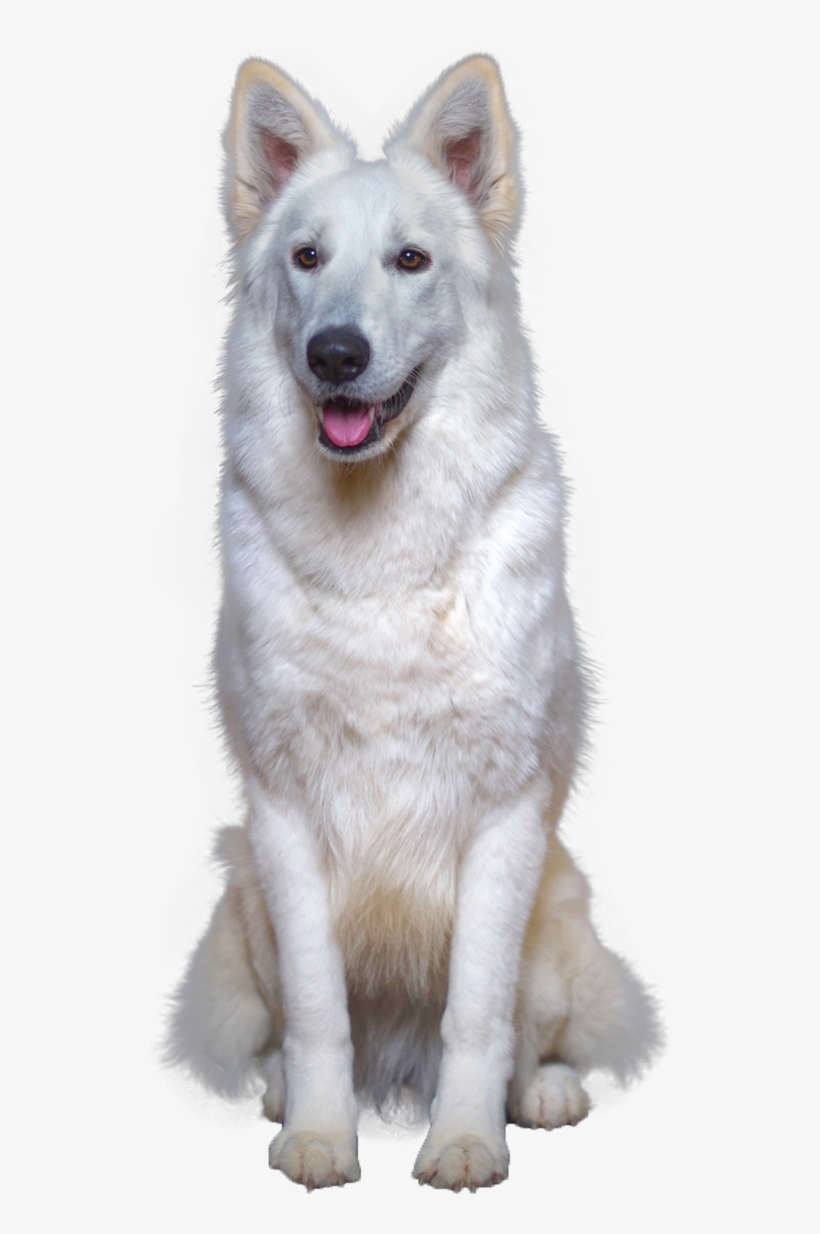 Welcome On Cataline Wolf Kennel Website - .net, transparent png download