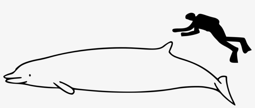 Whale Size, transparent png download