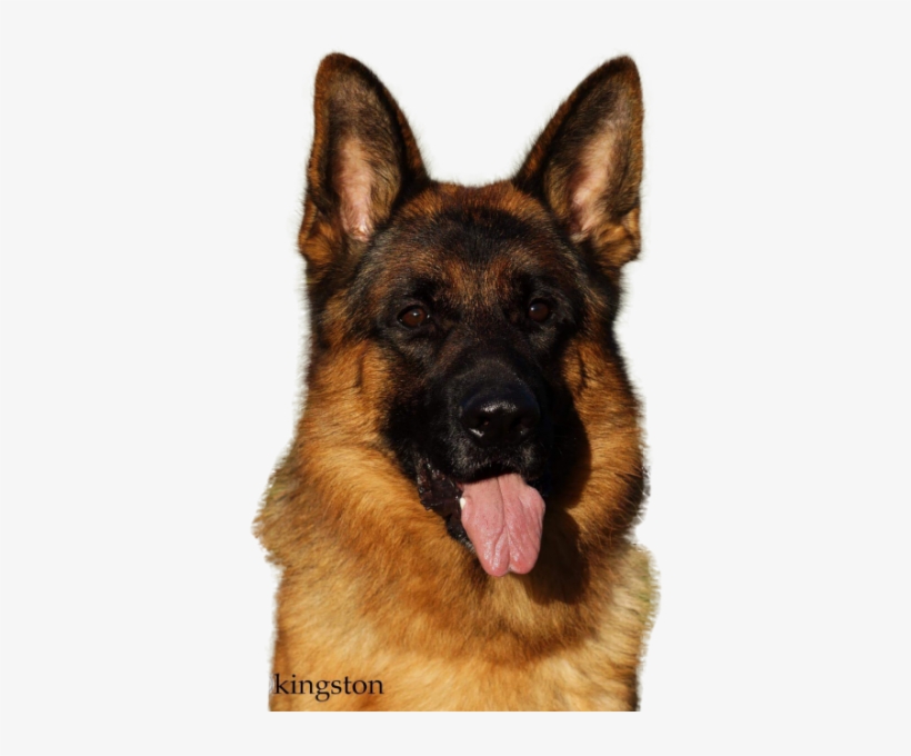 Best Services - Gsd Png, transparent png download
