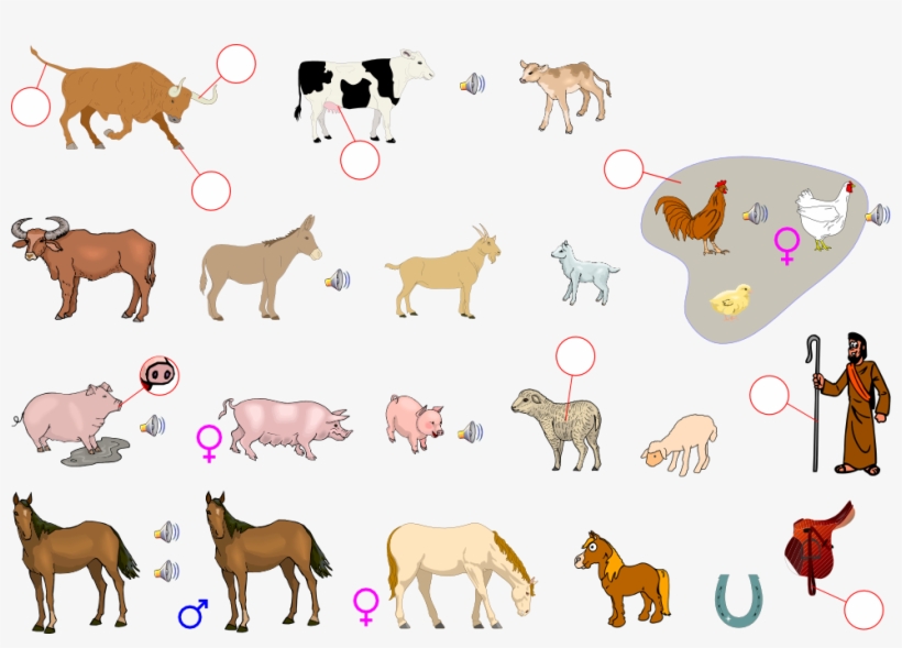 Custom Brown Horse Journal, transparent png download