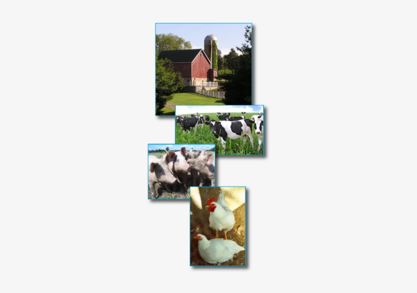 A Barn With Cows, Pigs And Chickens - Artificial Insemination And Treatment Of Infertility, transparent png download