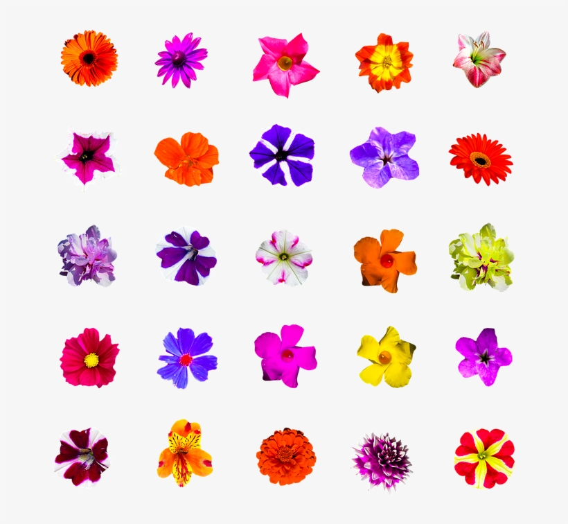 Nature, Flowers, Isolated, Colorful, Selection - Scalable Vector Graphics, transparent png download