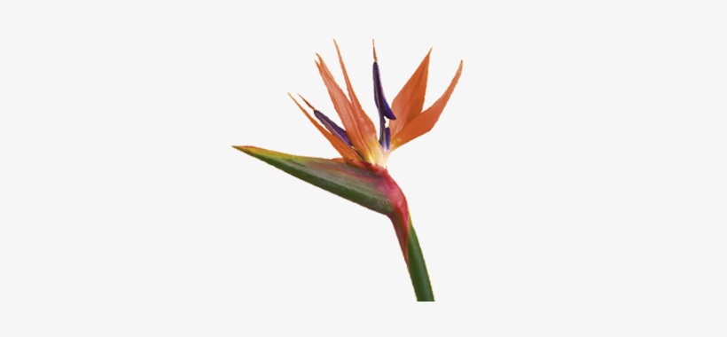 Bird Of Paradise - Birds Of Paradise Png, transparent png download