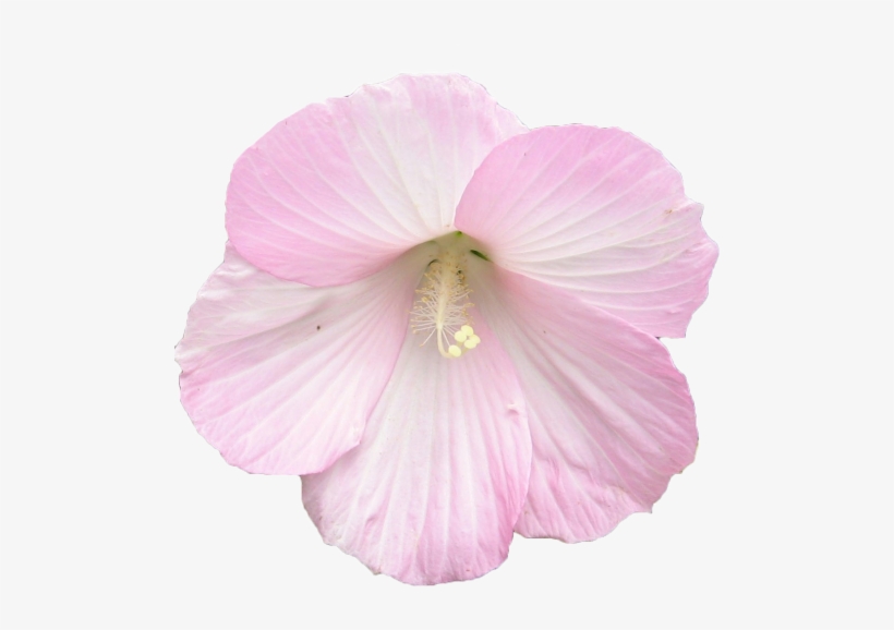 Transparent Plant - Pink Flowers, transparent png download