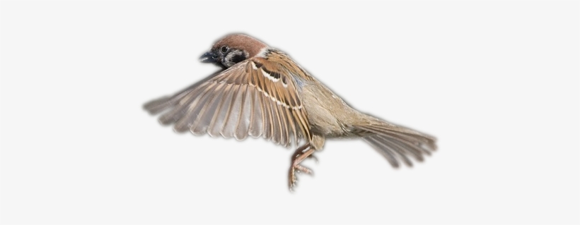 Sparrow Png - House Sparrow Sparrow Png, transparent png download