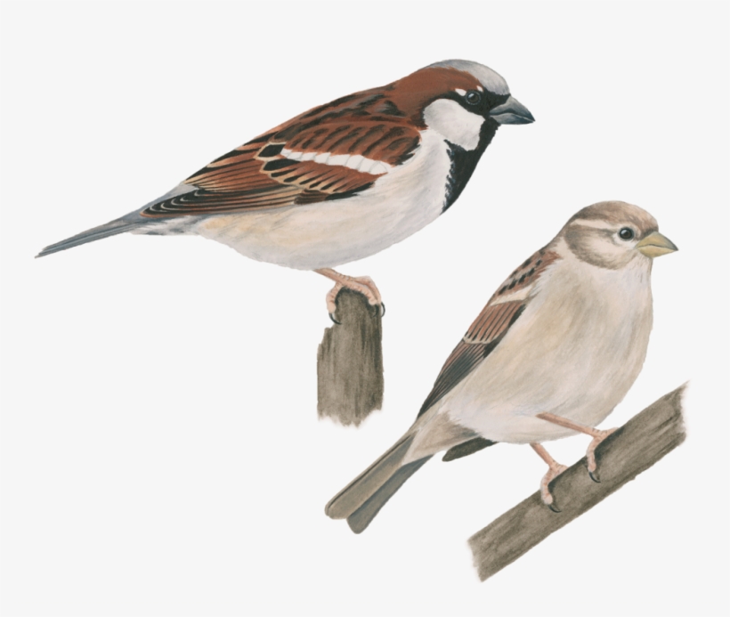House Sparrow Png Image - House Sparrow, transparent png download