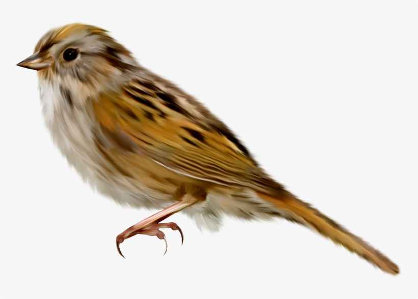 Sparrow Png - Воробей Пнг, transparent png download