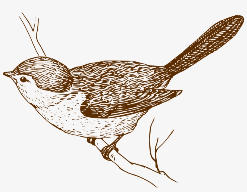 House Sparrow Bird Clip Art - Bird Art Transparent, transparent png download
