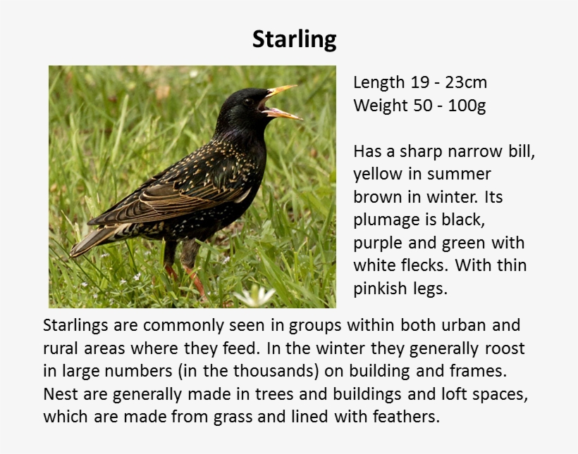 Sparrow - Starling Bird, transparent png download