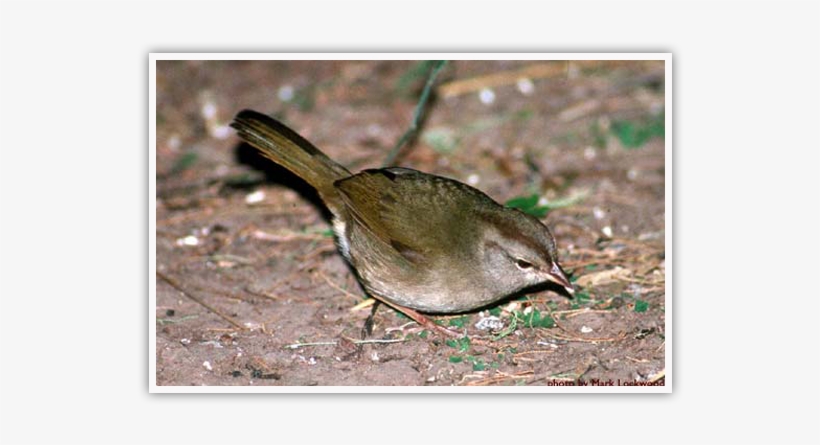 Olive Sparrows Inhabit Dense Tangles Of Vegetation - Green Jay, transparent png download