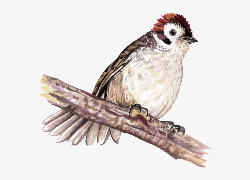 Aves - Lake Atitlán, transparent png download