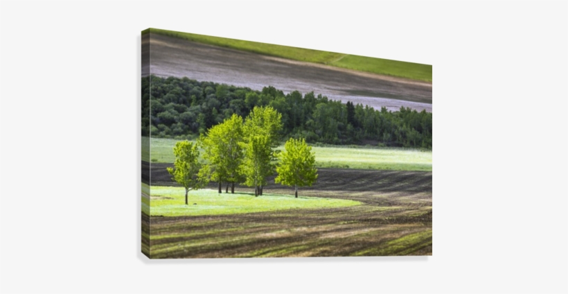 A Group Of Trees In A Grassy Field Surrounded By Soil - Group Of Trees In A Grassy Field Surrounded By Soil, transparent png download