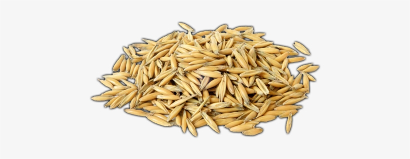 Click Here To See Oats Album - Oat, transparent png download