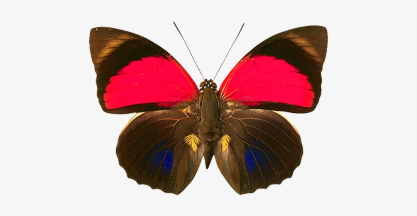 Butterflies Png - Butterfly Effect Tote Bag, Adult Unisex, Natural, transparent png download