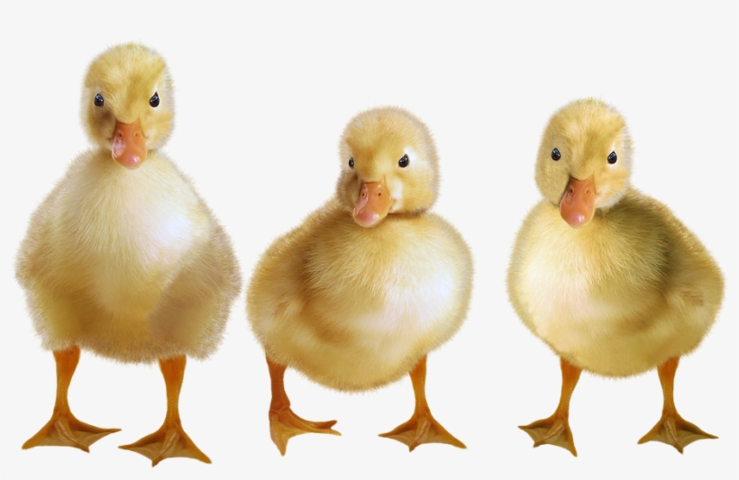 Ducks, Ducklings, Water Bird, Birds, Duck, Cub - Duckling Transparent, transparent png download