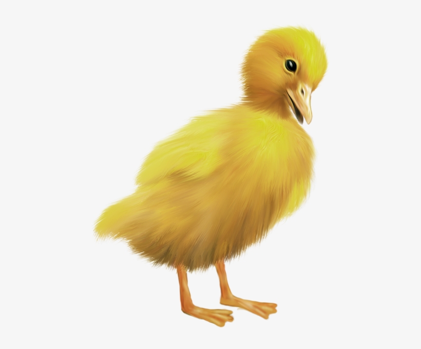 Duck, transparent png download