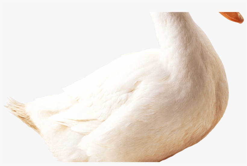 Duck Clipart Six Pencil And In Color Duck Clipart Six - Portable Network Graphics, transparent png download