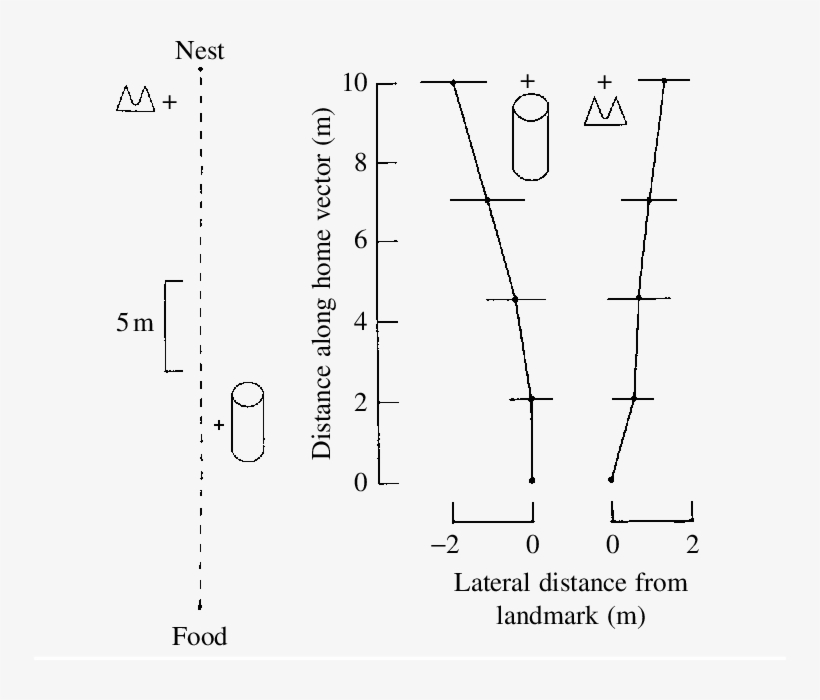 Homeward Trajectories Of Ants Trained To The Route - Diagram, transparent png download
