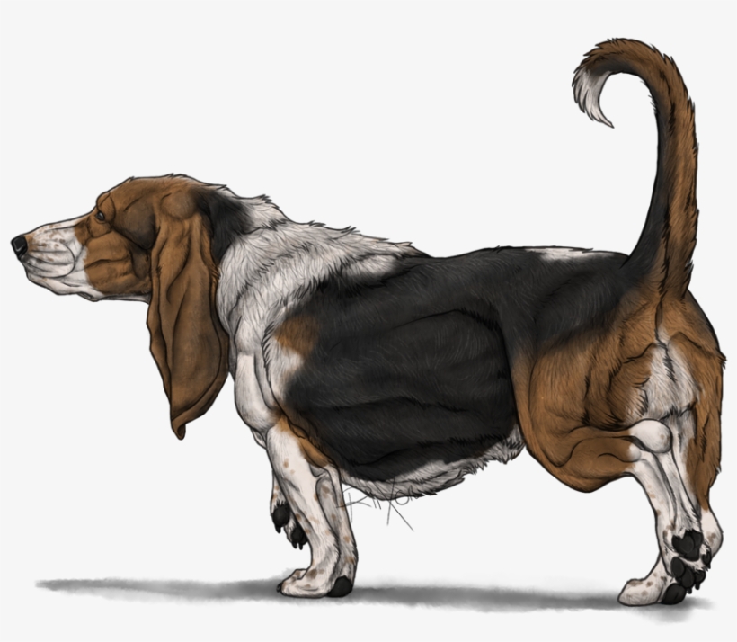 Basset Hound Png Photos - Basset Hounds Png, transparent png download