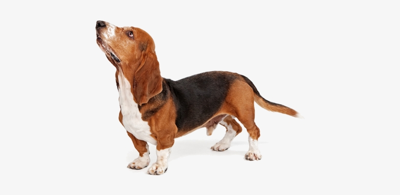 Basset Hounds Are A Short Legged Hound Bred For Scent - Basset Hound Barking, transparent png download