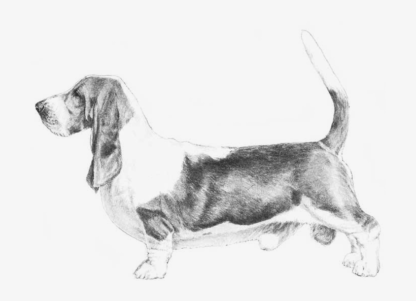 Basset Hound Akc, transparent png download