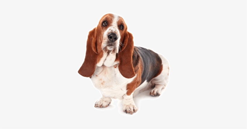 Looking For A Basset Hound Puppy Or Dog In Ansonia, - Basset Hound, transparent png download