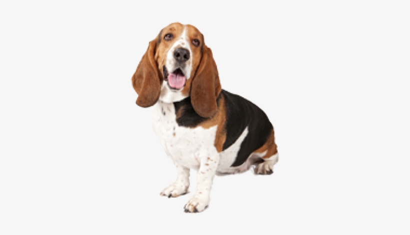 Beagle - Lives Here Sign, transparent png download
