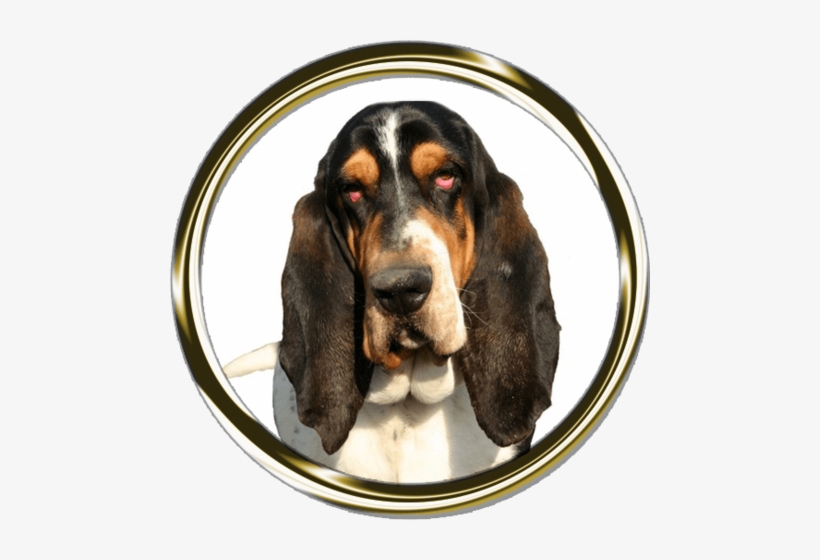 Basset Hound Portrait Nail Art - Dog, transparent png download