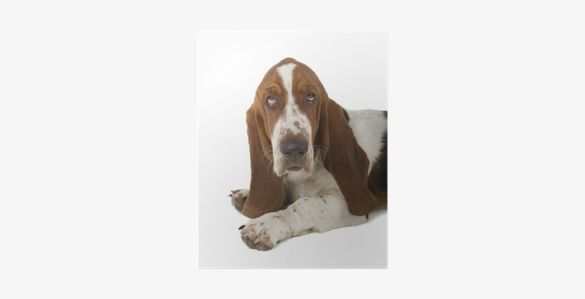 Basset Hound, transparent png download