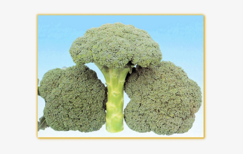 Broccoli Gvs 649 F-1 Hybrid - Broccoli, transparent png download