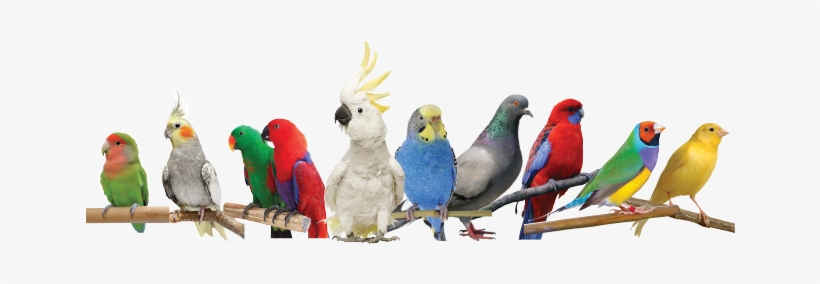 Veterinary Advice Should Always Be Sought Immediately - Cockatiels As Pets: Cockatiel Facts & Information,, transparent png download