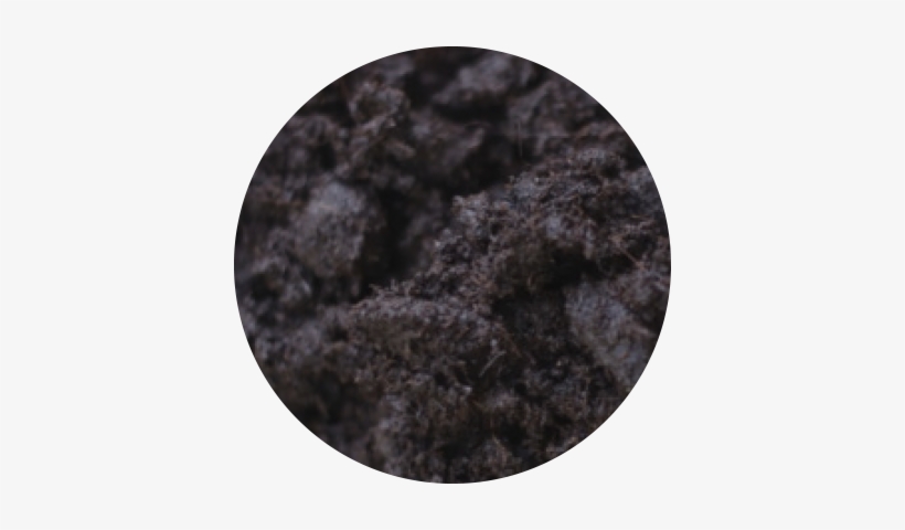 Water - Chlorophytum Comosum, transparent png download