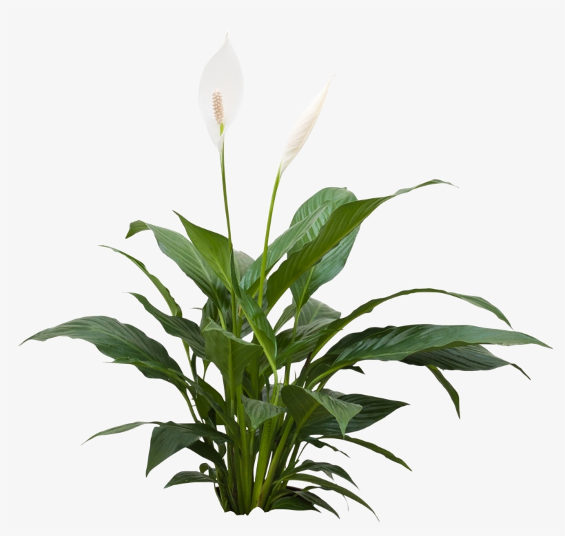 Spathiphyllum - Спатифиллум Пнг, transparent png download