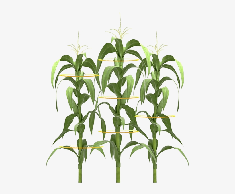 Maximize Yield Potential In Drought Conditions - Planta De Maiz Png, transparent png download