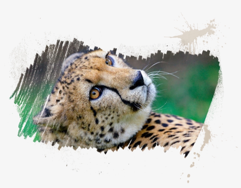 Animal Details - Myrtle Beach Safari (by Reservation Only), transparent png download