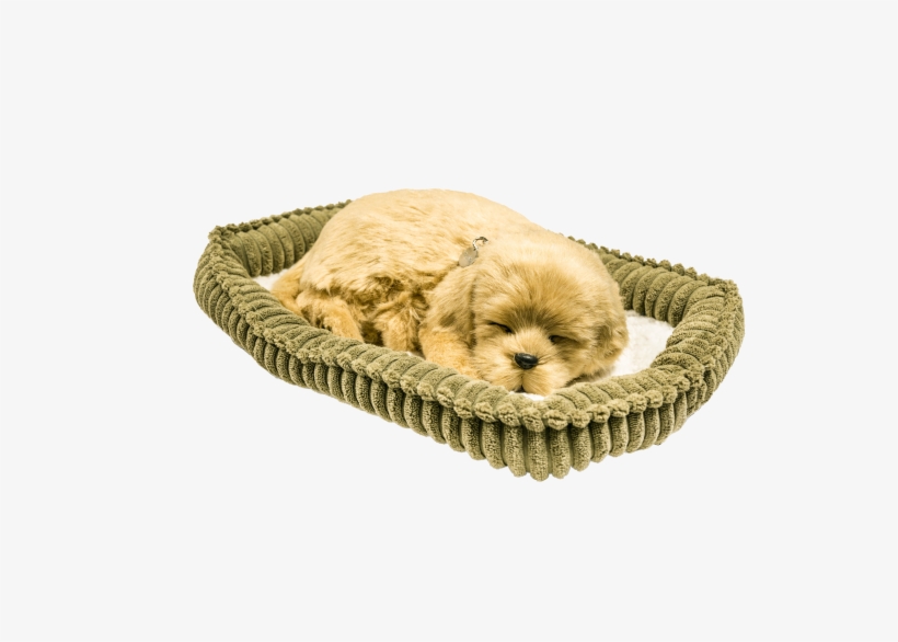 Perfect Petzz Golden Retriever Puppy - Cocker Spaniel, transparent png download