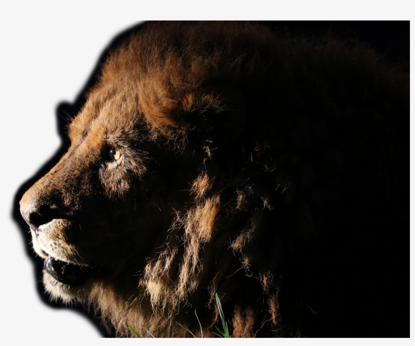 Lion, transparent png download