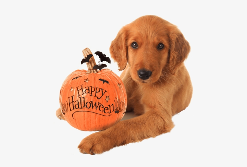 Golden Retriever Halloween Puppy Nail Art Decals - Happy Halloween Puppy, transparent png download